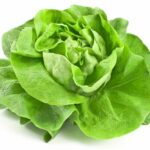 Lattuga cappuccina
