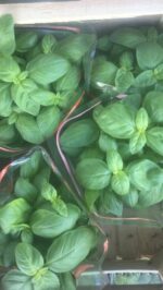 Basilico piantina - immagine 2