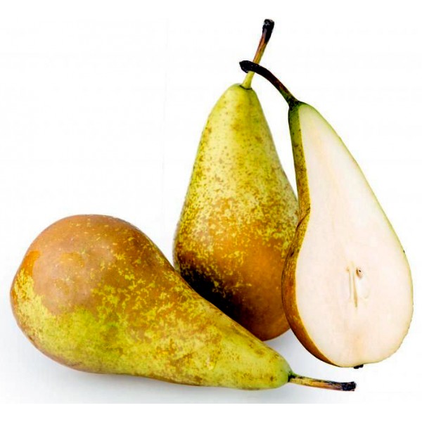 pera conference Pera Conference - immagine 1