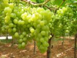 Uva bianca Sicilia - immagine 2