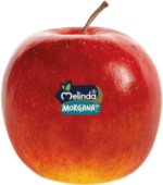 Mela Melinda bianca - immagine 4