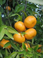 Mandarino - immagine 2