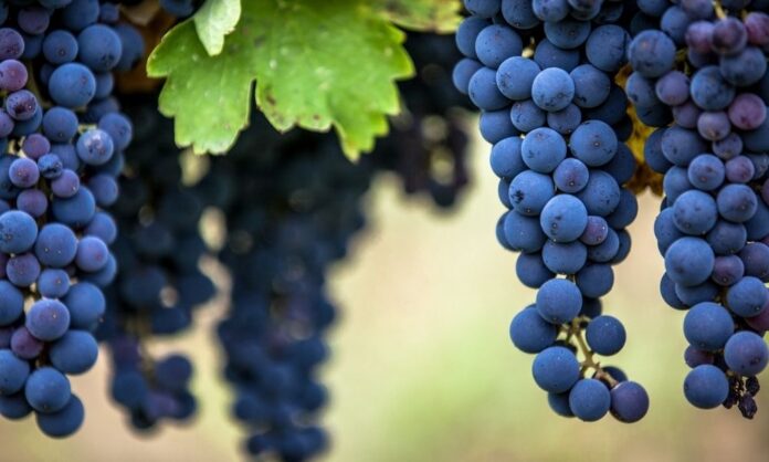 Azienda Vinicola Tramontana Srl