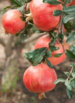 Melograno - immagine 2