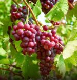 Uva rossa - immagine 2