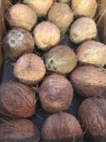 Noce di cocco - immagine 2