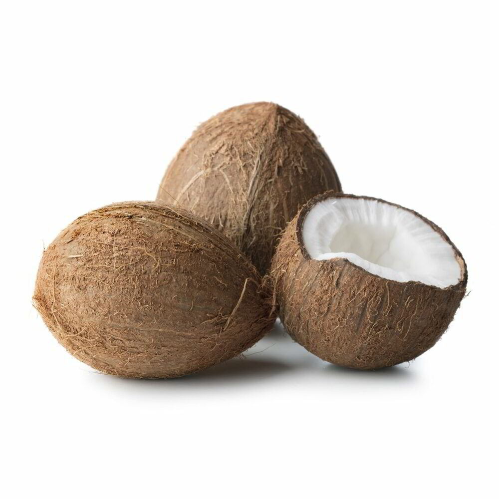 cocco1 Noce di cocco - immagine 1