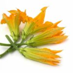 Fiori di zucca