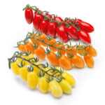 Pomodorino datterino multicolor