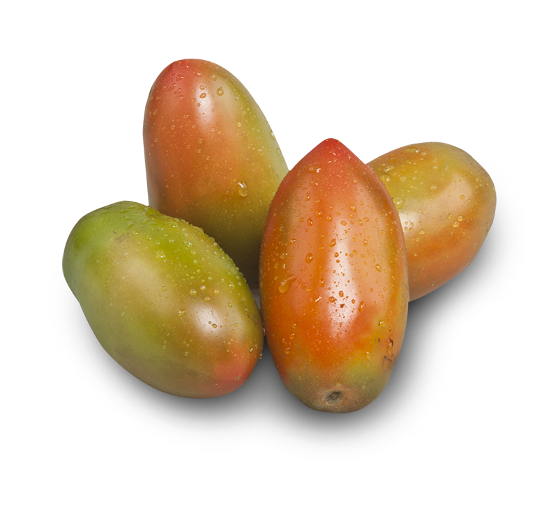 pomodoro-oblungo-1 Pomodoro oblungo - immagine 1