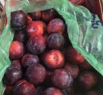 Prugna rossa - immagine 2