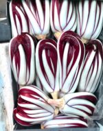 Radicchio tardivo - immagine 2