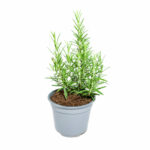 Rosmarino piantina - immagine 2