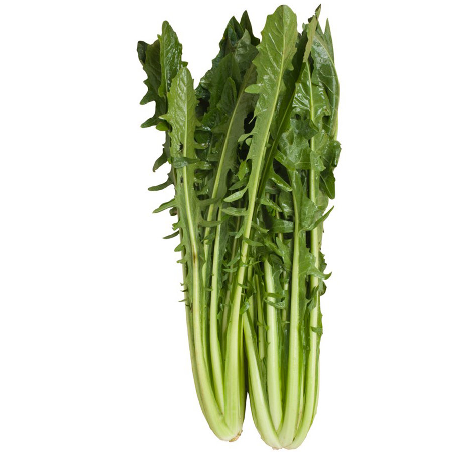 cicoria-catalogna Cicoria catalogna - immagine 1