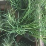 Erba cipollina piantina