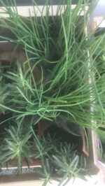 Erba cipollina piantina