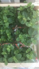 Menta piantina - immagine 2