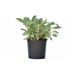 Salvia piantina - immagine 2