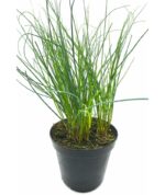 Erba cipollina piantina - immagine 2