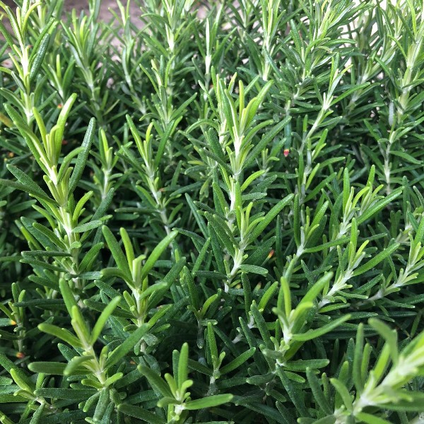 piantina-rosmarino-2 Rosmarino piantina - immagine 1