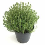 Timo piantina - immagine 2