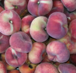 Pesca tabacchera - immagine 2