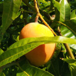 Mango in cassetta - 5Kg - immagine 2