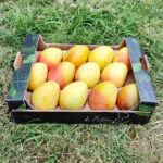 Mango in cassetta - 5Kg