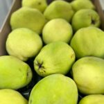 Mela Cotogna - immagine 2